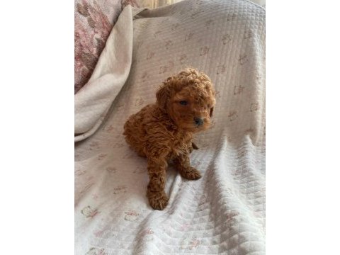 Sevimli son yavru poodle