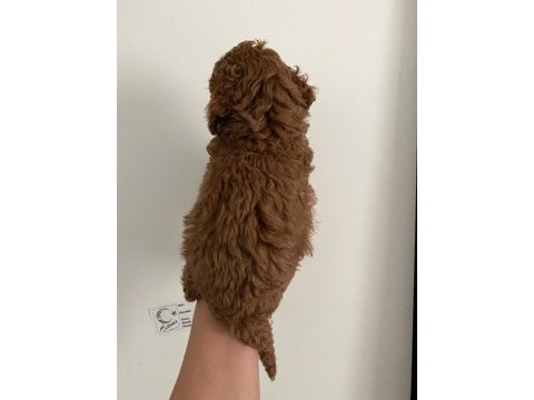 Red brown poodle yavrularım orijinal