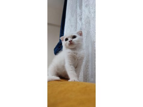 Scottish fold kartopu