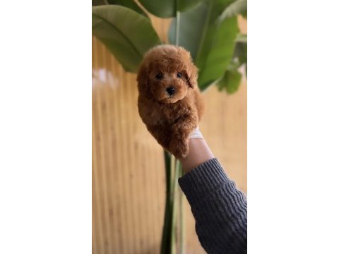 Toy poodle yavru patiler
