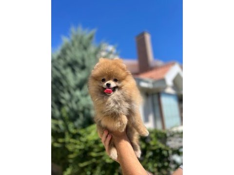 Yeni ailesini arayan pomeranian