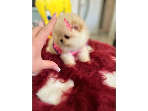 Mini boy prenses pomeranian