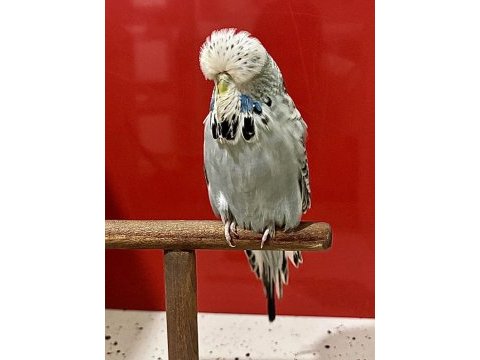 Hazır çift tek erkek yavru kuşumuz
