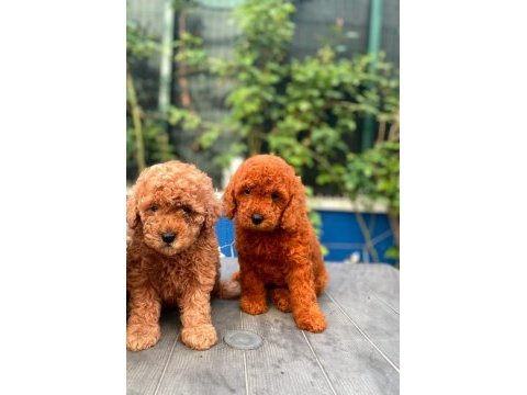 Red brown toy poodle yavrularımız