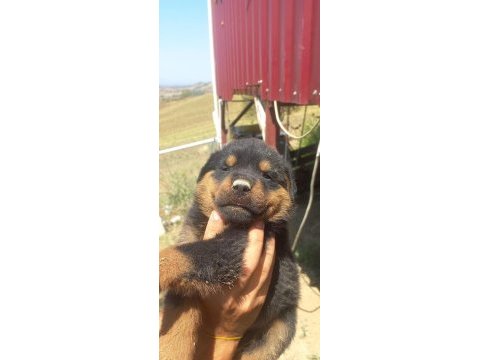 Anne baba a scrli rottweiler yavrular