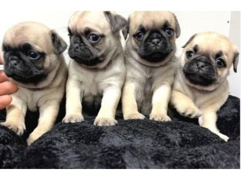 Irk ve sağlık garantili pug köpekler
