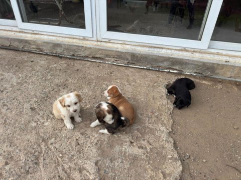 Oyuncu minik köpekler