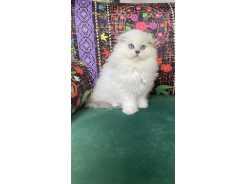 2 aylık biblo gibi yavru scottish fold