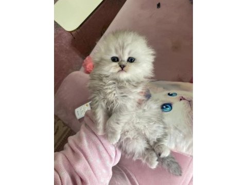 A kalite safkan chinchilla kedim
