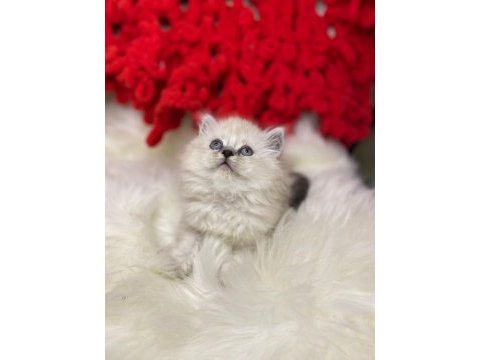 Bembeyaz british longhair kar tanelerim sahiplerini bekliyor