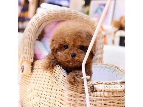 İstanbulun star bebekleri toy poodle