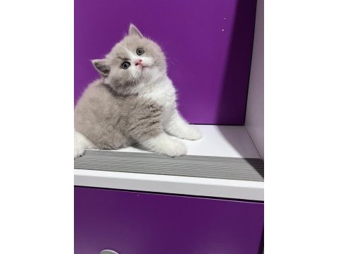 Asil duruşlu fawn bicolor yakışıklısı kedimiz