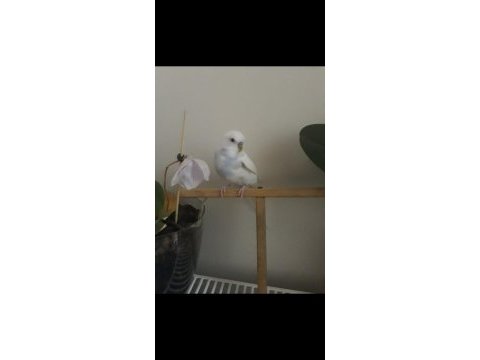 Uygun ister tek ister toplu 3 adet muhabbet uygundur