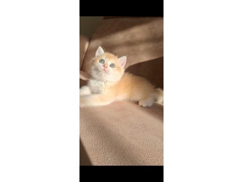 Golden british shorthair bebekler