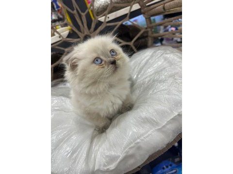 British-scottish longhair yavru kedilerimiz
