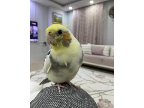 Full evcil ele kola alışık sultan papağanı
