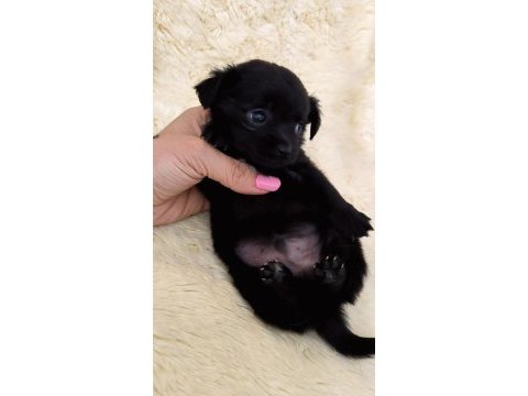 2 aylık chihuahua (şivava) yavruları
