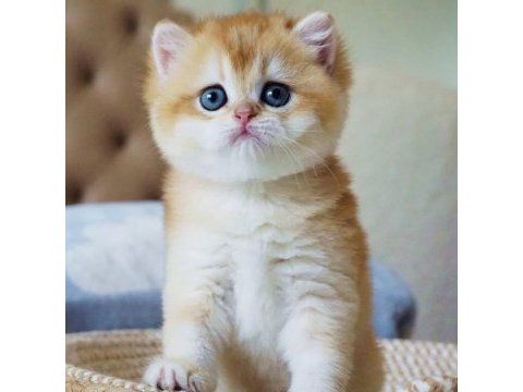 Şampiyon soydan gelen golden british shorthair 