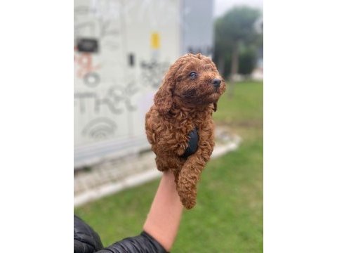 Toy poodle yavrularim ev üretimi