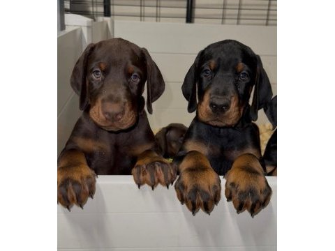 Dolandırılmaya son her yerden elden teslim doberman
