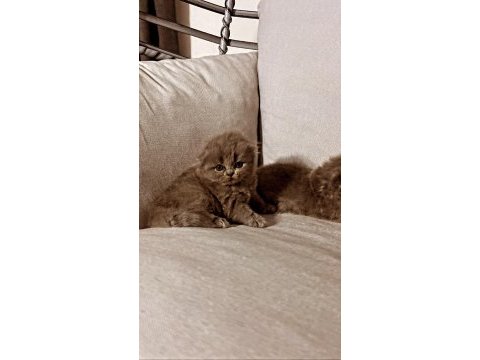 Saf kan scottish fold