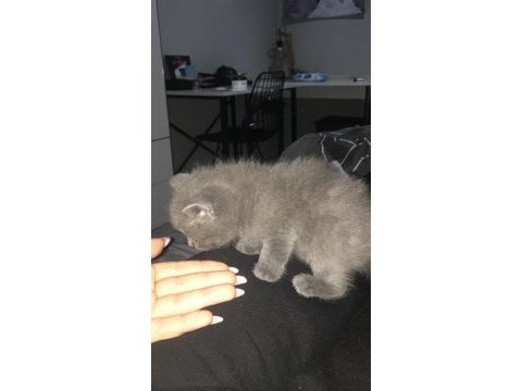 Dünya tatlısı minnoşş kedilerime yeni yuva arıyorum