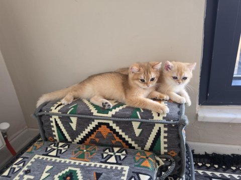 Safkan a kalite british shorthair golden yavrular