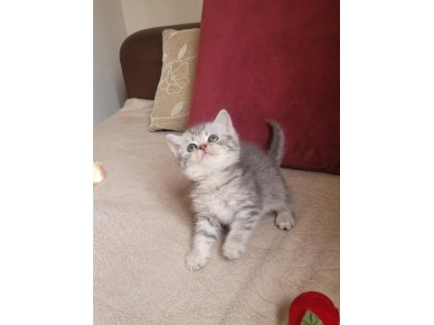 Silver erkek british shorthair