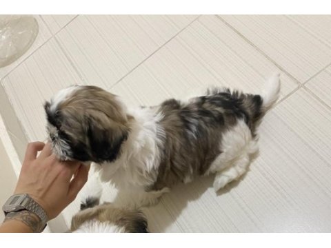 2 aylık shih tzu yarı fiyatına
