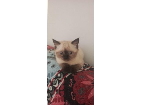 Minik british shorthair patiler
