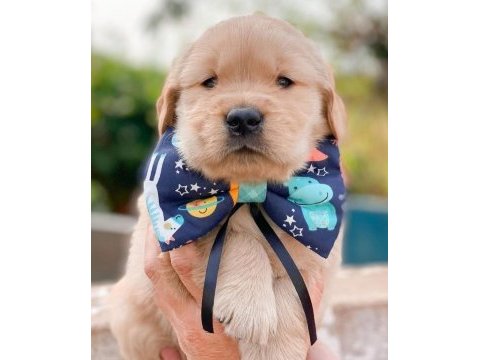Golden retriever puppies