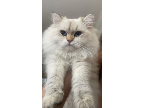 8 aylık 1 dişi ve 1 erkek british longhair