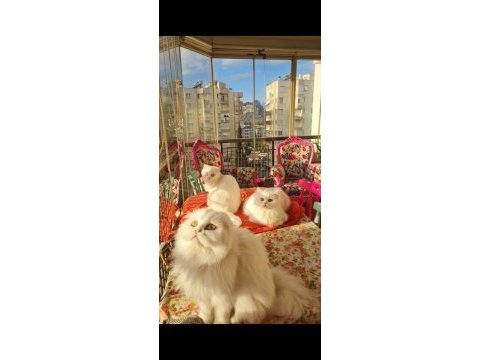 3 yetişkin kaliteli dişi antalya british
