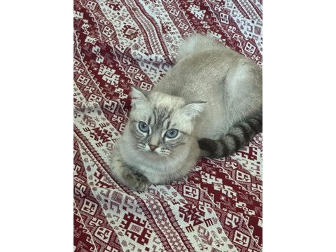 2.5 yaşında ki dişi ve erkek kedimiz ücretsiz