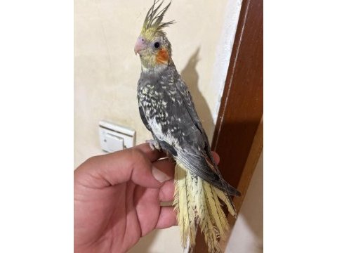 Tam 57 günlük full evcil kusursuz bebek sultan