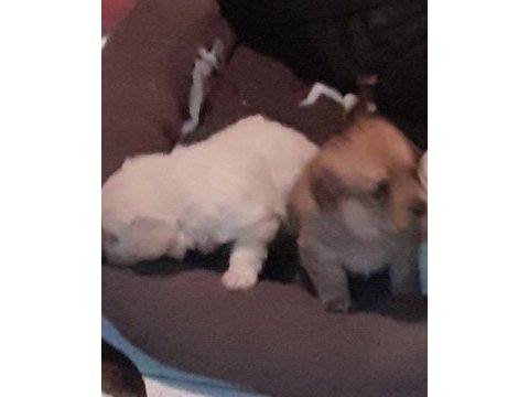 Terrier yavruları