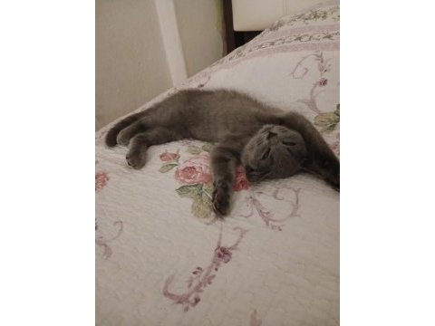 Çok sevecen ve oyuncu british shorthair