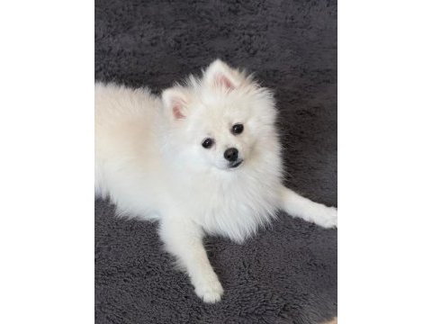 10 aylık safkan kore pomeranian boo