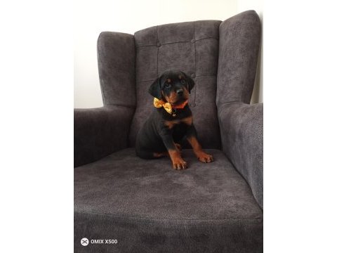 Rottweiler yavrumuz
