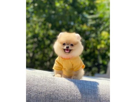 Pomeranian boo safkan ayı surat bebeklerim