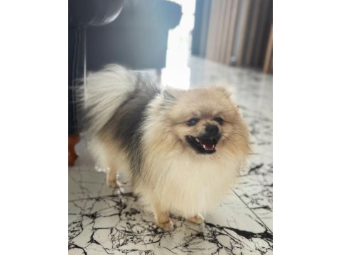 Erkek eğitimli pomeranian boo