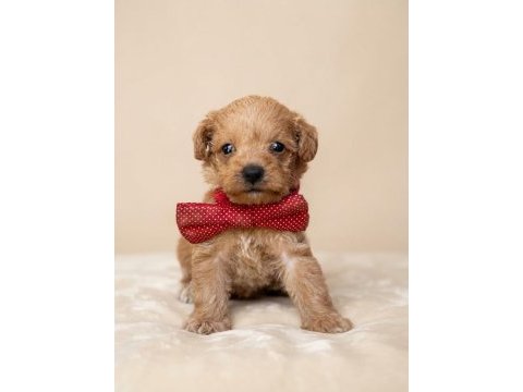 Antialerjenik maltipoo bebekler
