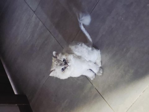 Sahiplendirme longhair kedimiz