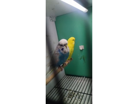 1 yaşında mavi sarı fanatik takım jumbo çift muhabbet kuşu