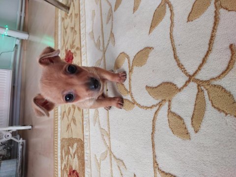 Pinscher köpeğimiz