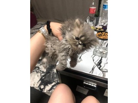 2 dişi ve 1 erkek safkan chinchilla yavrularımız 2 aylık