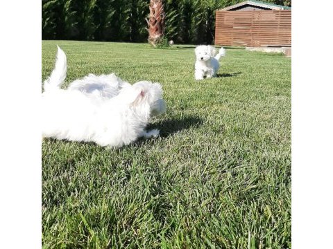 Maltese terrier yavruları sağlık ve ırk garantili 