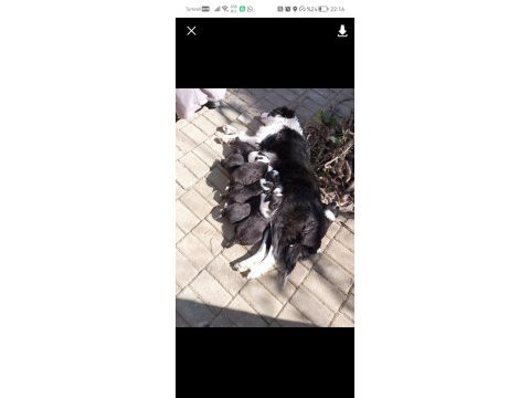 Border collie 3 aylık