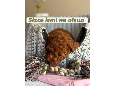 Harika kalitede poodle bebekler kapıya teslim