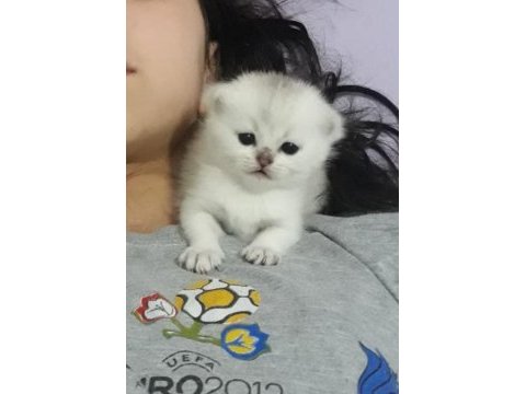Beş kuşak secereli british shorthair bebekleri